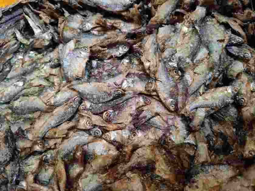 no1-deshi_1626181130oVpGW4.jpeg